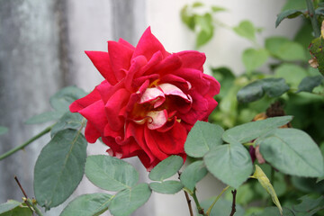 Rosa 'Double Delight' a hybrid rose variety in a park : (pix Sanjiv Shukla)