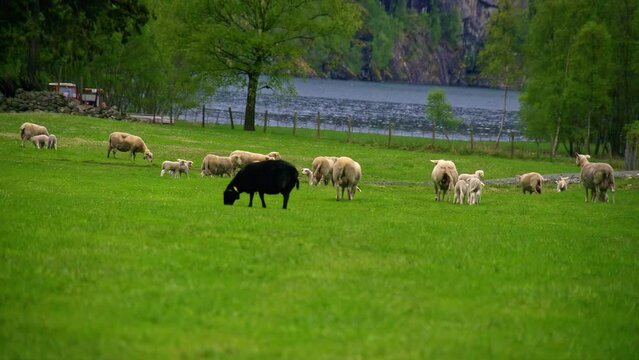 Sheep graze in slow motion in a green field.