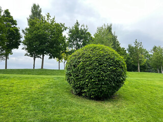 Round bush and grass. A park