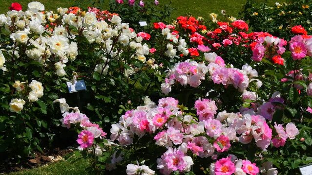 An incredible number of beautiful and varied multi colored blooming roses in the park botanical garden on a summer day
