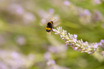 bee on a flower