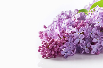 Beautiful natural purple lilac flowers with green leaves on a white background, Generative AI, generative artificial intelligence
