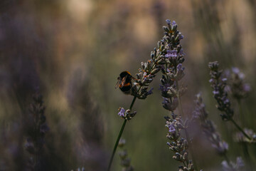 Bee flowers. 