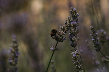 Whilst collecting pollen. Garden. Background. Wasp