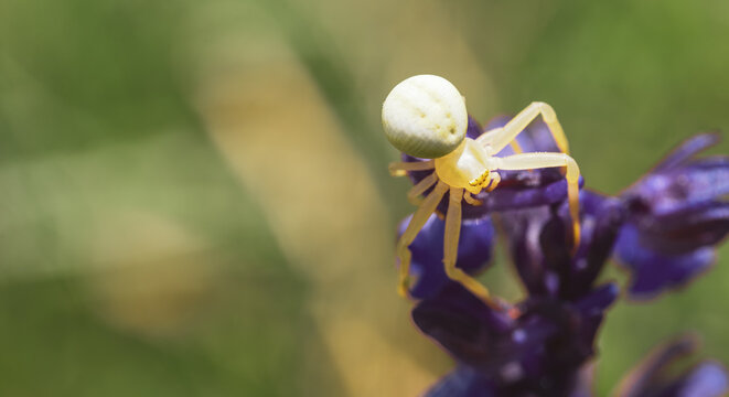 Poisonous white spider karakurt on a blue flower, dangerous for humans lat. Latrodectus pallidus