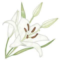 ゆりの花のイラスト