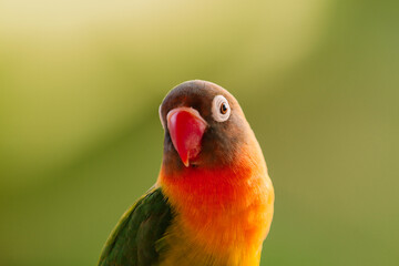 Fototapeta na wymiar Lovebird Parrot (Agapornis personatus) animal closeup, animal portrait