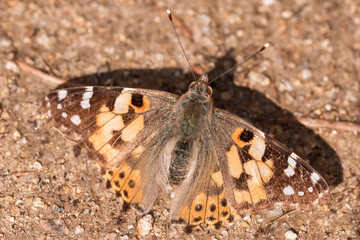 A burdock butterfly sits in the sun on sandy soil. Painted lady or butterfly Vanessa cardui on a gray background