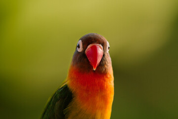 Fototapeta na wymiar Lovebird Parrot (Agapornis personatus) animal closeup, animal portrait