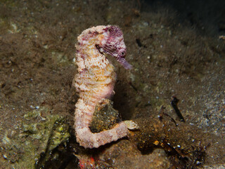 Seahorse from the Mediterranean Sea