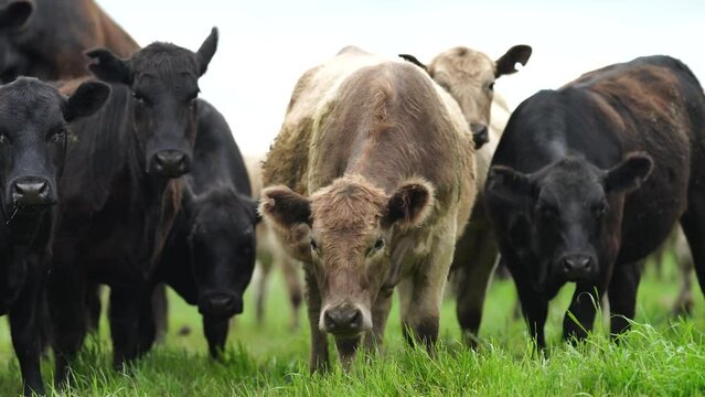 Stud Beef bulls, cows and calves grazing on grass in a field, in Australia. breeds of cattle include speckled park, murray grey, angus, brangus and wagyu on long pasture in spring and summer