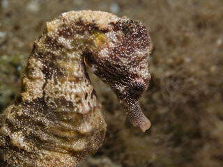 Seahorse from the Mediterranean Sea