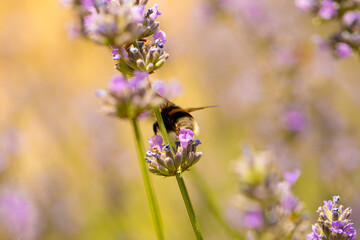 bee on lavender