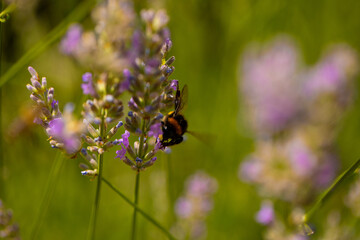 bee on lavender