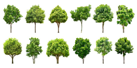 Collection Trees green leaves and some with yellow flowers. total 12 trees. (png)	