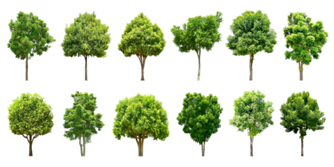 Collection Trees green leaves and some with yellow flowers. total 12 trees. (png)	