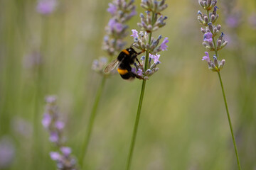 Whilst collecting pollen. Garden. Background. Wasp