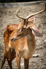 deer in the woods