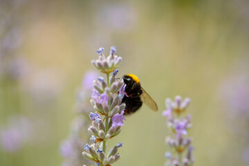 bee on a flower