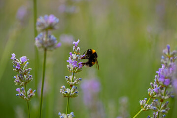 butterfly on a flower