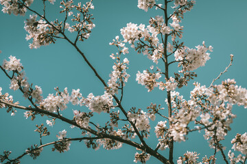 Beautiful cherry blossom sakura in spring time