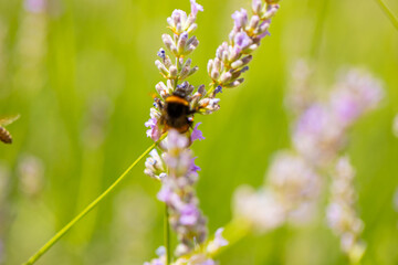 bee on a flower