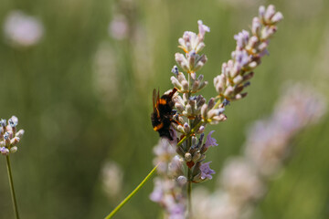 honey bee, apis mellifera, silhouette of a bee, anatomical structure of an insect, bee bathed in pollen, pollinating insect, dandelion flower