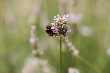 honey bee, apis mellifera, silhouette of a bee, anatomical structure of an insect, bee bathed in pollen, pollinating insect, dandelion flower