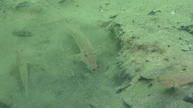 Inhabitants of the anchor trail: Red mullet (Mullus barbatus) is actively digging the slopes in the ditch made by the anchor.