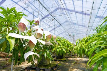 マンゴー農園のビニールハウス