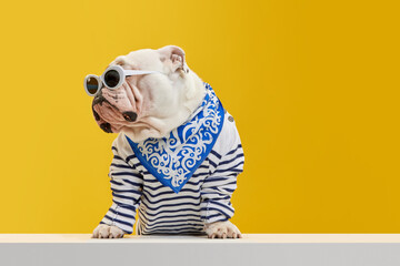 Purebred, stylish dog, purebred english bulldog wearing striped shirt and sunglasses against yellow...