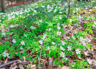 Carpet of wood anemone flowers (Anemonoides nemorosa or Anemone nemorosa) in the forest in Beskid Mały (Poland) on a sunny April day