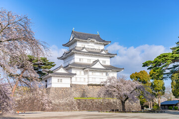 Naklejka premium 神奈川県小田原市 小田原城と桜