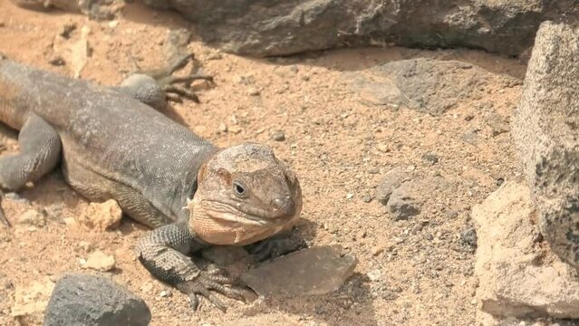 The Gallotia stehlini is a giant lizard species found solely on Gran Canaria island. Its distinctive looks and intriguing actions have made it a widely studied and observed creature.