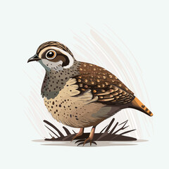 vector cute quail cartoon style - obrazy, fototapety, plakaty
