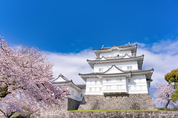 神奈川県小田原市　小田原城と桜