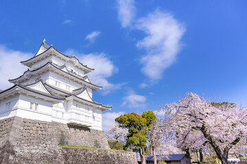 Fototapeta premium 神奈川県小田原市 小田原城と桜