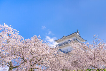 神奈川県小田原市　小田原城と桜