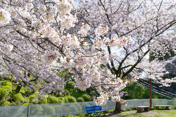 神奈川県小田原市　小田原城と桜