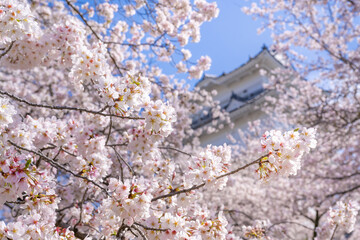 神奈川県小田原市　小田原城と桜