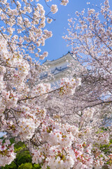 神奈川県小田原市　小田原城と桜