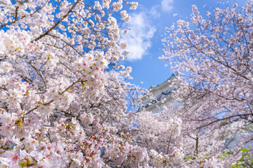 神奈川県小田原市　小田原城と桜