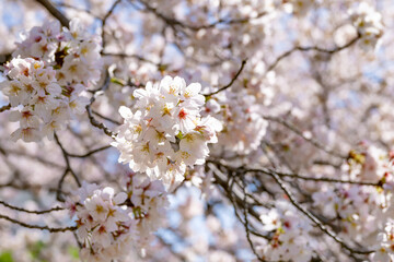 神奈川県小田原市　小田原城と桜