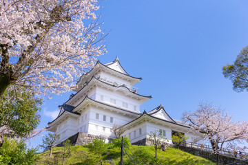 神奈川県小田原市　小田原城と桜
