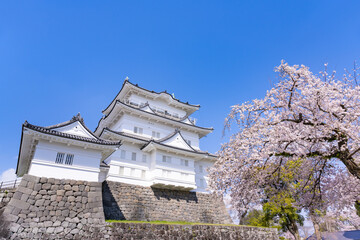 神奈川県小田原市　小田原城と桜