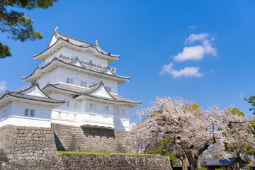神奈川県小田原市　小田原城と桜 © あんみつ姫