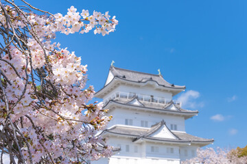 神奈川県小田原市　小田原城と桜