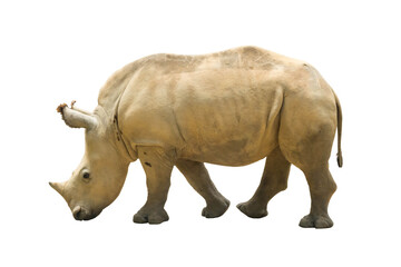 Obraz premium rhinoceros isolated 