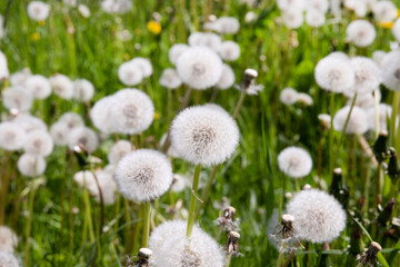A field of dandelions in spring. Green grass, meadow with lots of flowers