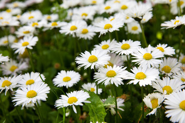 Fototapeta premium A field of flowering daisies in summer. Colorful field of flowers